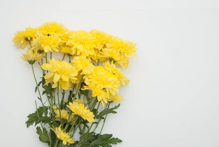 Chrysanthemums Ylellow Flower bouquet background with copy spaceの写真素材