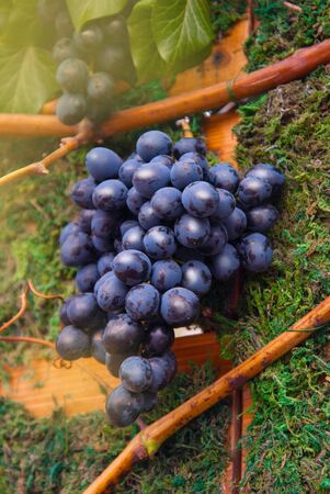 Vineyards in autumn harvest. Ripe grapes in fall.の写真素材