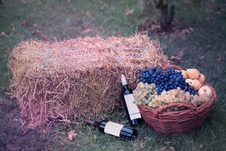 Fresh organic fruits in basccket in a basket on a straw background. Autumn harvest concept.の写真素材