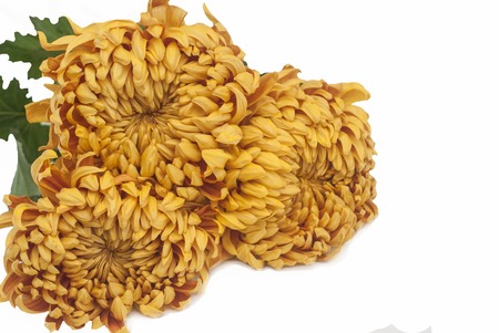 Yellow chrysanthemum isolated on white backgroundの写真素材