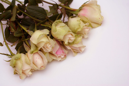 Romantic valentine day background with roses in cornerの写真素材