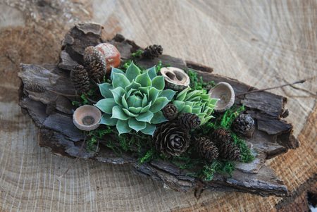 Arrangement of succulents cactus succulents in a planterの写真素材