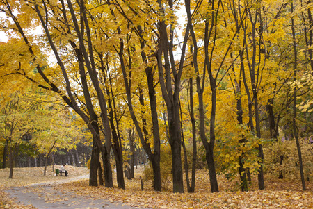 Yellow Autumn Colored Tree Leafs. Park view.の写真素材
