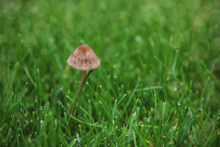 White mushrom grown on a forest floorの写真素材