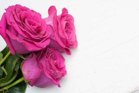 three Pink Fucsialush Roses in the corner. isolated.の写真素材