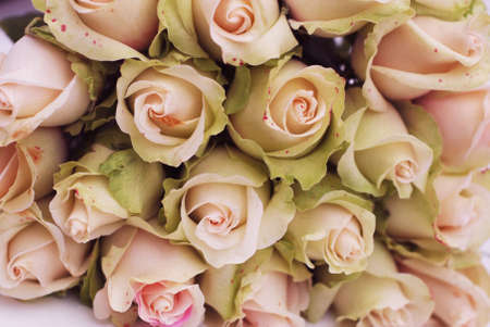 Pink roses flowers. Flowers background useful as valentine card.の写真素材