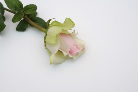 Pink Rose with Leaves Isolated on White Background. Card template. Valentines Day. mothers day.の写真素材