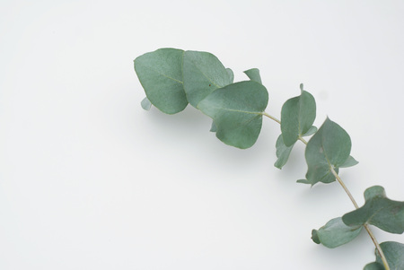 Leaves Eucalyptus Populus on white background. Flat lay, top viewの写真素材