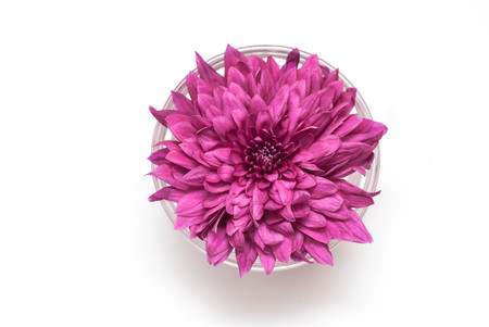 Magenta chrysanthemum isolated on white backgroundの写真素材
