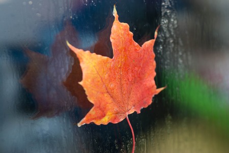 Maple leave on the wet window with water, golden autumn in backgroundの写真素材