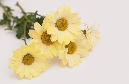 Beautiful Yellow Flowers of Chrysanthemum on a white backgroundの写真素材
