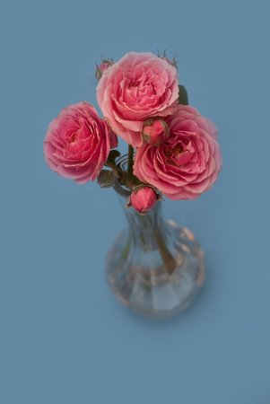 Fresh pink roses in glass vase on a table with copy space.の写真素材