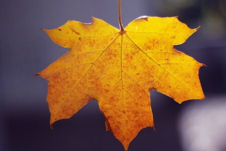 Autumn Fall Maple Leaf on the Blue
