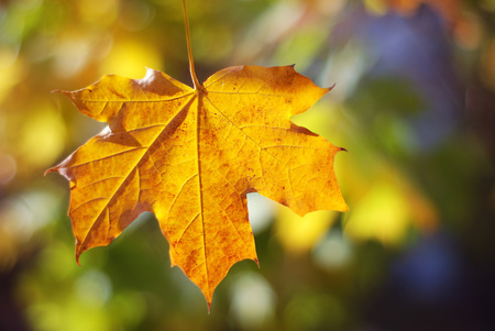 Autumn colors. Autumn leaves in autumn colorsの写真素材