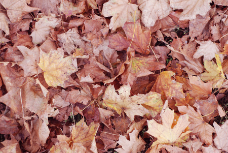 Texture of autumn maple leaves. Photographed inの写真素材