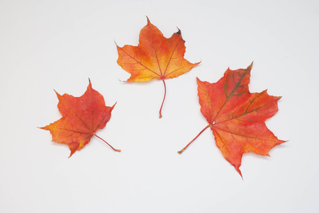 red autumn leaf isolated on a whiteの写真素材