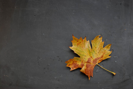 Autumn leave in the corner on blackboardの写真素材