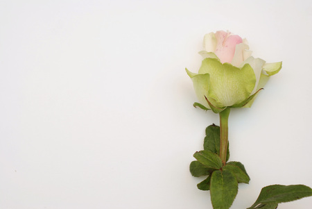 White rose isolated on white background verticalの写真素材