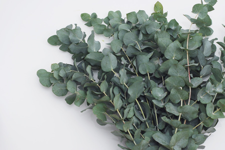 Green silver eucalyptus branches on white backgroundの写真素材
