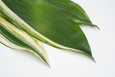 Aspidistra leafe with white streepes latior Variegate.の写真素材
