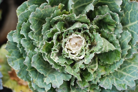 Ornamental cabbage with green leaves. Flowering kaleの写真素材