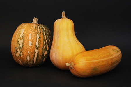 Three Different Pumpkins lay on a onの写真素材
