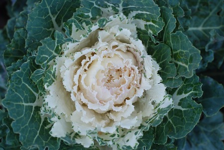 Ornamental cabbage with white leaves. Decorative vegetablesの写真素材