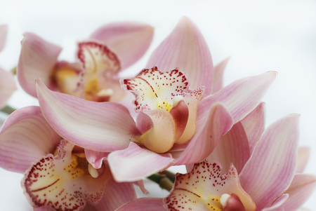 Close-up of Beautiful Pink Orchid Flower onの写真素材