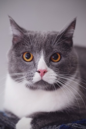 Portrait of Adorable Gray kitten with Yellow Yes Close up on Gray Background.の写真素材