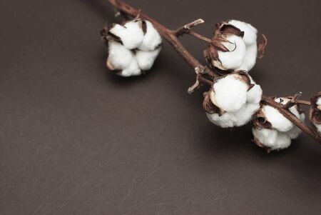 Organic Cotton Dried Plant Flower Branch in he corner on Brown Background.の写真素材