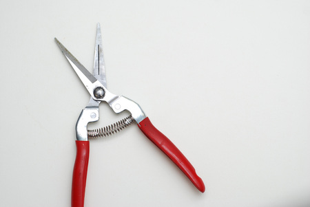 Professional garden florist scissors or secateurs isolatedの写真素材