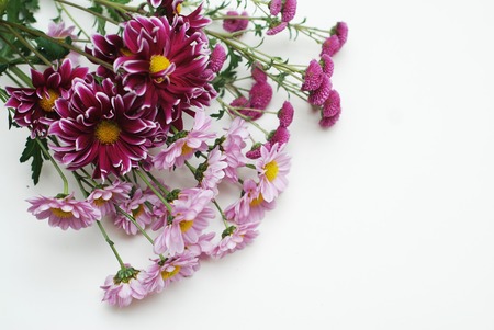 Pink Chrysanthemum Flower Isolated on White Background.の写真素材
