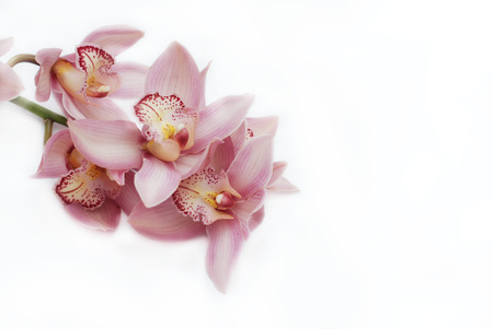Orchid Pink Flower Branch Isolated on white background. Copy Space for Text.の写真素材