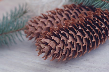 Fallen Sugar Pines Pinus lambertiana cone, Calaveras Big Trees State Park, Californiaの写真素材