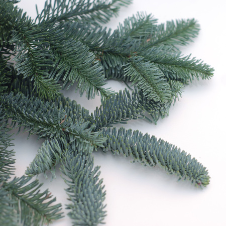 Fir Branches on white Background, Christmas Backdrop. Square Image.の写真素材