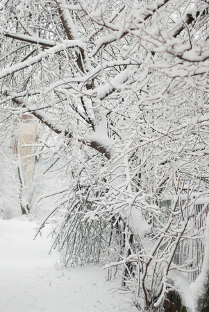 Snowy winter tree. Forked trunk. Long branches covered with sparkling snow. Isolated on white background. Vertical Image.の写真素材