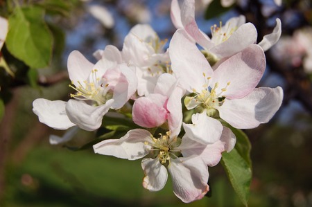 Blossom tree over nature background Spring flowers Spring Background. Spring pink flowers. Close upの写真素材