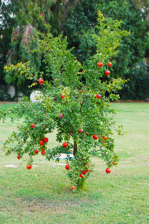 Pomegranate tree with pomegranate fruits in the garden. Summer tree background.の写真素材