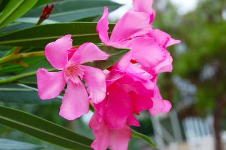 Pink flowers of exotic and subtropical plants isoaltedの写真素材