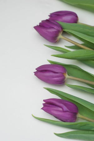 Purple Violet tulips on White Background with Copy Space for Text.の写真素材
