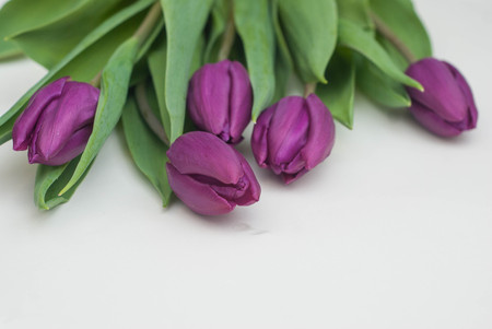 Violet Fresh Tulip Flowers on Neutral Light Background. Spring Greeting Backgroundの写真素材