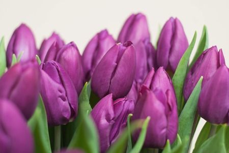 Purple Bunch of Purple flowers. Spring flower Background. selective focus.の写真素材