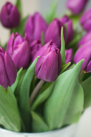 Purple Tulips bouquet Spring and Summer flowers. close up Violet flowers.の写真素材