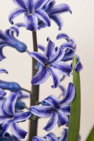 Blue Hyacinth flower Hyacinthus orientalis isolated . close up spring Pout flower.の写真素材