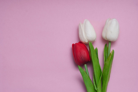 Fake foam tulips on Pink Background with copy space for Text. horizontal Image with Vertical flowers. Spring time.の写真素材