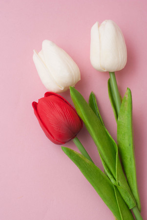 White and Red Tulips on Pink Background. Spring and Easter Flowers.の写真素材