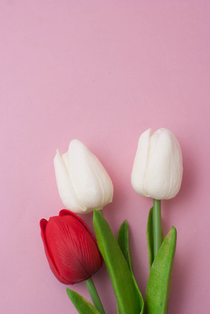 Tulips on a pink background. Bouquet of flowers. Pink tulipsの写真素材
