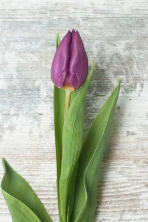 One Purple Tulip on Rustic Gray Background. Vertical Image. Violet Spring flower.の写真素材