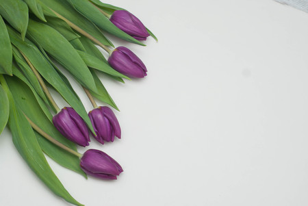 Violet or Purple Fresh Tulip Flowers on Neutral Light Background. Spring Greeting Background with copy Space.の写真素材