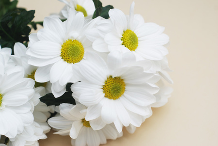 Chrysanthemum camomile White Flower Bouquet over Neutral Beige Background with Copy space.の写真素材